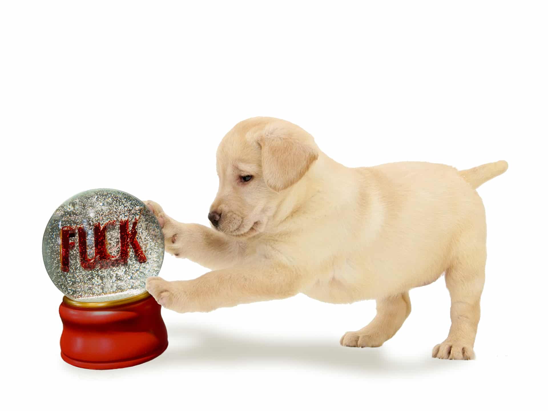 This cute puppy loves its Fuck snow globe.